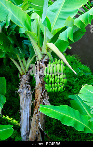 Albero di banana. Maui, Hawaii, Stati Uniti d'America. Foto Stock