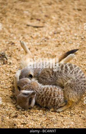 Meerkats alimentazione dalla mamma Foto Stock