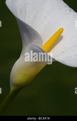 Chiudere visualizzazione verticale del giglio bianco su sfondo scuro Foto Stock