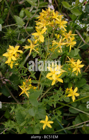 Perforare St John s Wort Hypericum perforatum Clusiaceae REGNO UNITO Foto Stock