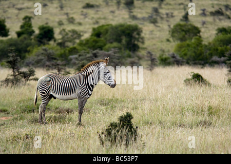 Di Grevy Zebra - El Karama Riserva Privata - distretto di Laikipia, Kenya Foto Stock