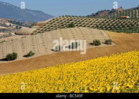 I campi coltivati a girasoli nr Los Villalones nella provincia di Cadice, Andalusia, Spagna. Foto Stock