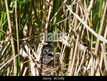 Trillo Reed (Acrocephalus scirpaceus) alimentazione annidata (cuculo Cuculus canorus). Foto Stock