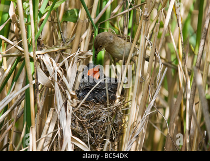 Trillo Reed (Acrocephalus scirpaceus) alimentazione annidata (cuculo Cuculus canorus). Foto Stock