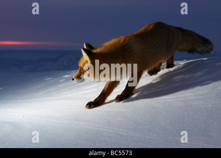 Red Fox nel crepuscolo . Artico, Kolguev Island, il Mare di Barents, Russia. Foto Stock