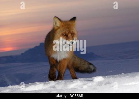 Red Fox nel crepuscolo . Artico, Kolguev Island, il Mare di Barents, Russia. Foto Stock