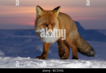 Red Fox nel crepuscolo . Artico, Kolguev Island, il Mare di Barents, Russia. Foto Stock