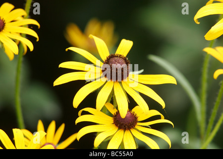 Black-eyed Susan (Rudbeckia hirta) fiori in Powhatan,Virginia Foto Stock