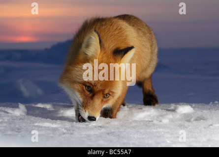 Red Fox nel crepuscolo . Artico, Kolguev Island, il Mare di Barents, Russia. Foto Stock