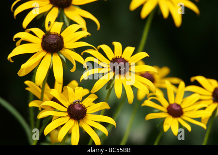 Black-eyed Susan (Rudbeckia hirta) fiori in Powhatan,Virginia Foto Stock