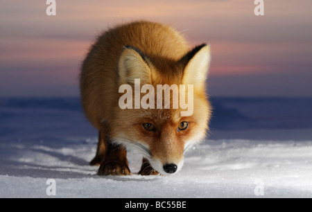 Red Fox nel crepuscolo . Artico, Kolguev Island, il Mare di Barents, Russia. Foto Stock