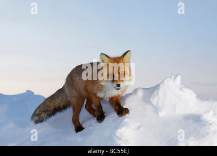 Red Fox nel crepuscolo . Artico, Kolguev Island, il Mare di Barents, Russia. Foto Stock