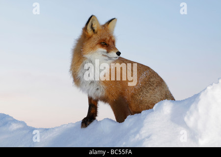 Red Fox nel crepuscolo . Artico, Kolguev Island, il Mare di Barents, Russia. Foto Stock