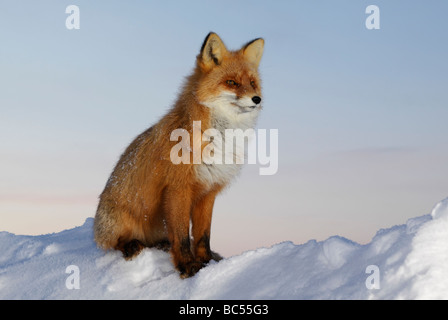 Red Fox nel crepuscolo . Artico, Kolguev Island, il Mare di Barents, Russia. Foto Stock