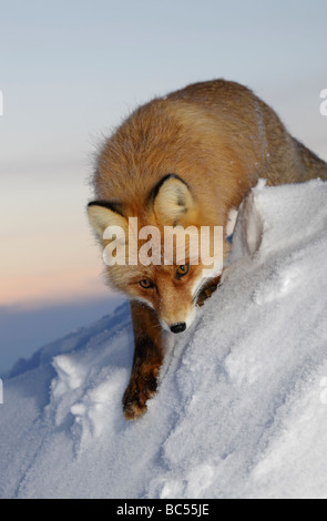 Red Fox nel crepuscolo . Artico, Kolguev Island, il Mare di Barents, Russia. Foto Stock