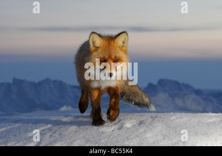 Red Fox nel crepuscolo . Artico, Kolguev Island, il Mare di Barents, Russia. Foto Stock