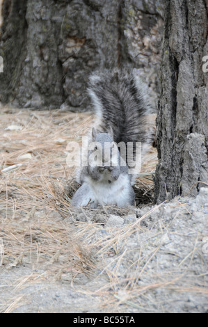 Scoiattolo grigio mangiare Foto Stock