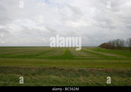 Testa di ragazzi Terrington Marsh il lavaggio Lincolnshire Inghilterra Foto Stock