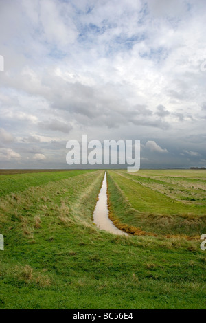 Testa di ragazzi Terrington Marsh il lavaggio Lincolnshire Inghilterra Foto Stock