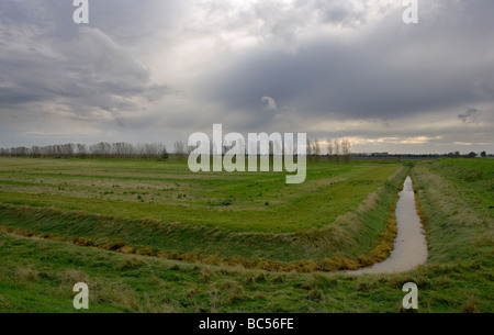 Testa di ragazzi Terrington Marsh il lavaggio Lincolnshire Inghilterra Foto Stock