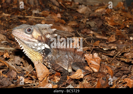 Il Boyd's Forest Dragon, Lophosaurus boydii, precedentemente Hypsilurus boydii, si trova in una piccola area di foresta pluviale nel nord est Queensland Australia Foto Stock