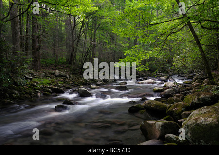 Little Pigeon River Cascades in Greenbrier delle Great Smoky Mountains in Tennessee, USA. Foto di Darrell giovani. Foto Stock