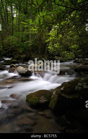 Little Pigeon River Cascades in Greenbrier delle Great Smoky Mountains in Tennessee, USA. Foto di Darrell giovani. Foto Stock