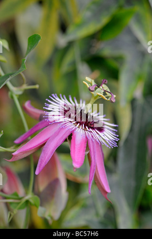 Fiore della passione Passiflora x rosacea P caerulea x racemosa Foto Stock