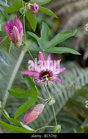 Fiore della passione Passiflora x rosacea P caerulea x racemosa Foto Stock