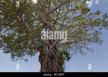 Treetop di Moreton Bay fico piantato 1870 - Ficus macrophylla in Russell, Baia delle Isole, Northland e Nuova Zelanda Foto Stock