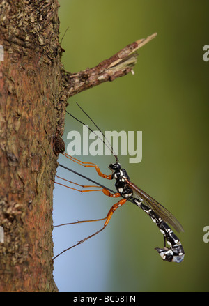 Sabre wasp Rhyssa persuasoria noioso attraverso il legname per raggiungere il legno-wasp larve Foto Stock