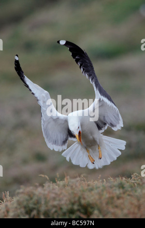 Grande nero-backed Gull Larus marinus in volo Foto Stock