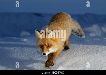 Red Fox nel crepuscolo . Artico, Kolguev Island, il Mare di Barents, Russia. Foto Stock