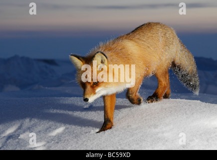 Red Fox nel crepuscolo . Artico, Kolguev Island, il Mare di Barents, Russia. Foto Stock