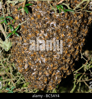 Honeybee sciame di formare una sfera pendenti da questa struttura in un paese di lingua inglese giardino Foto Stock