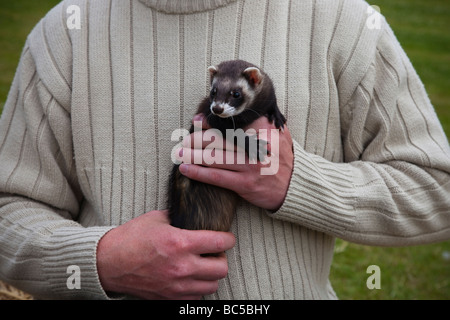 L'uomo con il suo pet colorato polecat femmina ferret, Edimburgo, Scozia Foto Stock