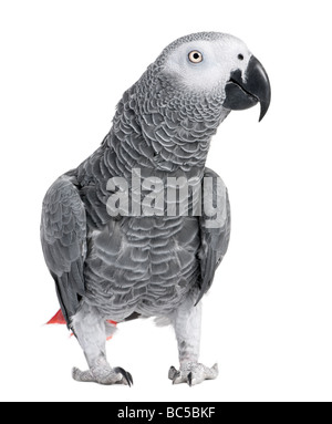 Pappagallo grigio africano Psittacus erithacus davanti a uno sfondo bianco Foto Stock