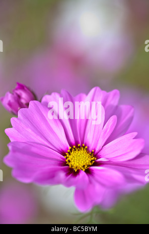 La radianza cosmo è coltivato un membro della famiglia aster. ha grandi 2-2.5' fioriture di colore variabile. questa varietà crescerà 4-5 m. di altezza Foto Stock