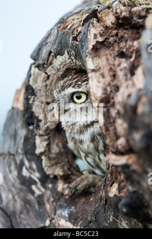 Athene noctua. Piccolo gufo in un albero cavo in campagna inglese Foto Stock