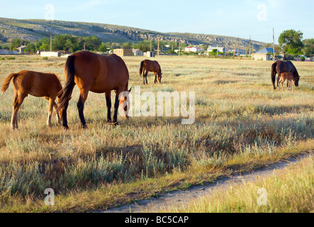 Cavallo con piccolo puledro in pascolo preirie (vicino a Kazantip riserva, Crimea, Ucraina). Foto Stock