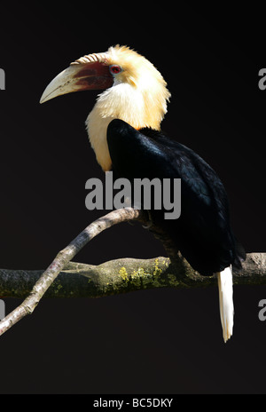 Blyth's Hornbill aka Nuova Guinea Plicated Papua e Hornbill, Rhyticeros plicatus, Bucerotidae, Bucerotiformes. Foto Stock