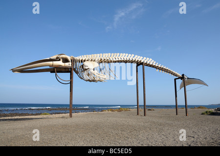 Scheletro di balena in Caleta de Fuste, Fuerteventura Spagna Foto Stock