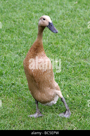 Buff Indian Runner Duck, anatidi, Anseriformes Foto Stock