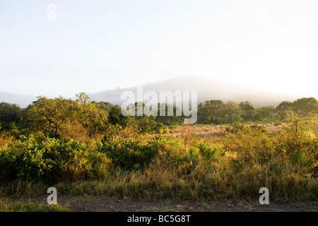 Umfolozi national park a sunrise, Sud Africa Foto Stock