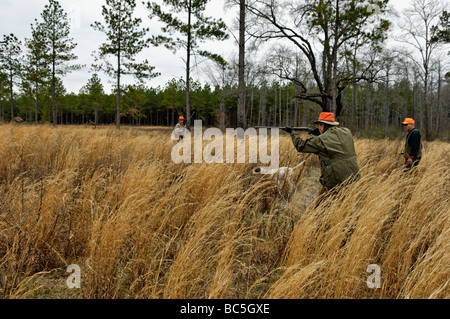 Inglese il puntatore sul punto e di quaglia Bobwhite Flushing come cacciatore si prepara a sparare Foto Stock