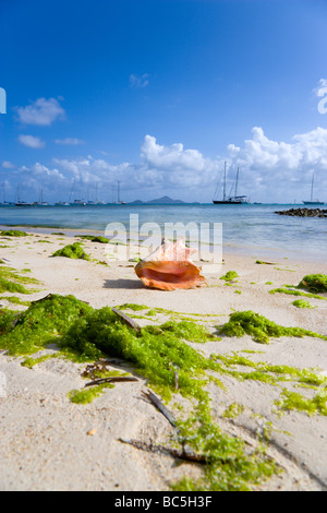 St Vincent e Grenadine, Caraibi, Clifton, il Seashell e alghe sulla spiaggia Foto Stock