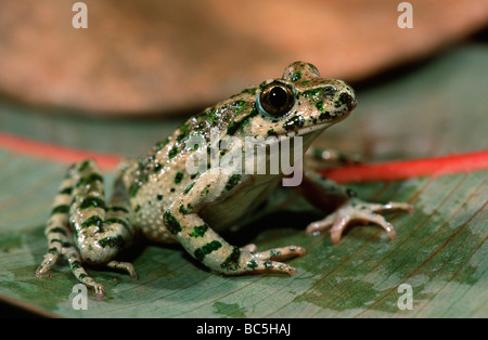 Prezzemolo Rana, Pelodytes punctatus, seduta su una foglia. Noto anche come prezzemolo comune Rana e Mud-Diver. Foto Stock