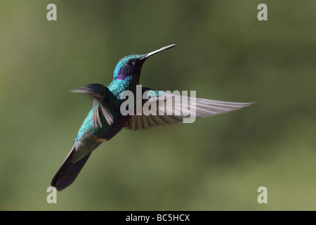 Ecuador, Hacienda Manteles, Hummingbird (Trochilidae) , close up Foto Stock