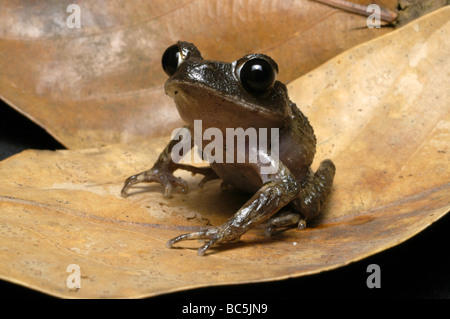 Cucciolata asiatici Rana, Leptobrachium gunungense, su una foglia Foto Stock