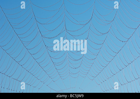 Spider Web con gocce di rugiada contro il cielo blu Foto Stock